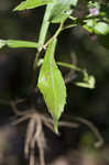 Calico aster